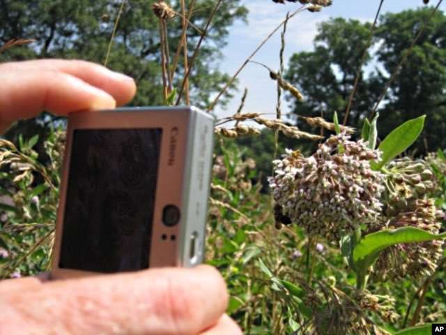 FILE - Bee hunters across the U.S. take pictures of pollinators and the plants they pollinate, and then upload them to an online database that keeps track of trends showing the effects of climate change, pollution or invasive species.