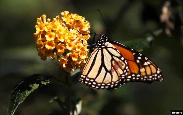 FILE - In any given community, up to 40 percent of invertebrate species, like bees and butterflies, are threatened, a new study reports.